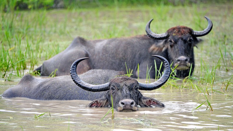斯里兰卡:水牛在Yala国家公园涉水