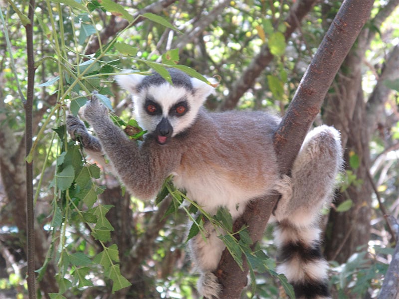 猴子在马达加斯加的形象