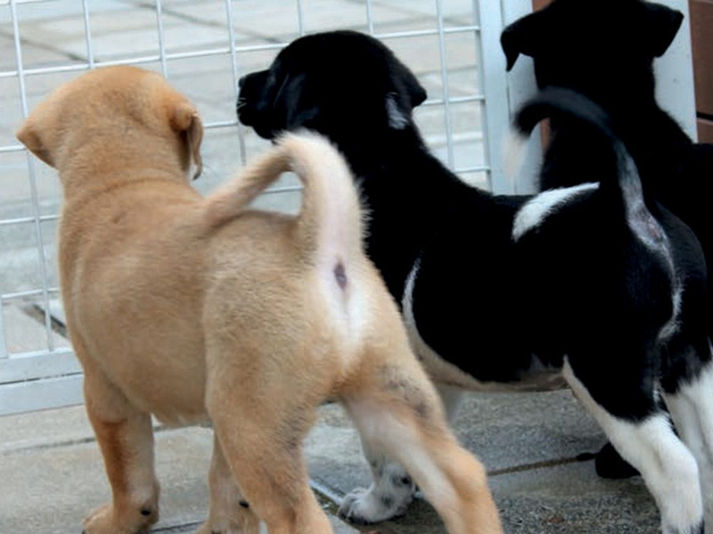 动物慈善史，香港救狗