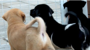 香港爱犬救援-幼犬