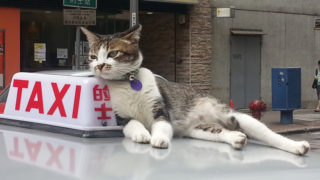 住在香港坚尼地城-著名猫阿梅在加多根街