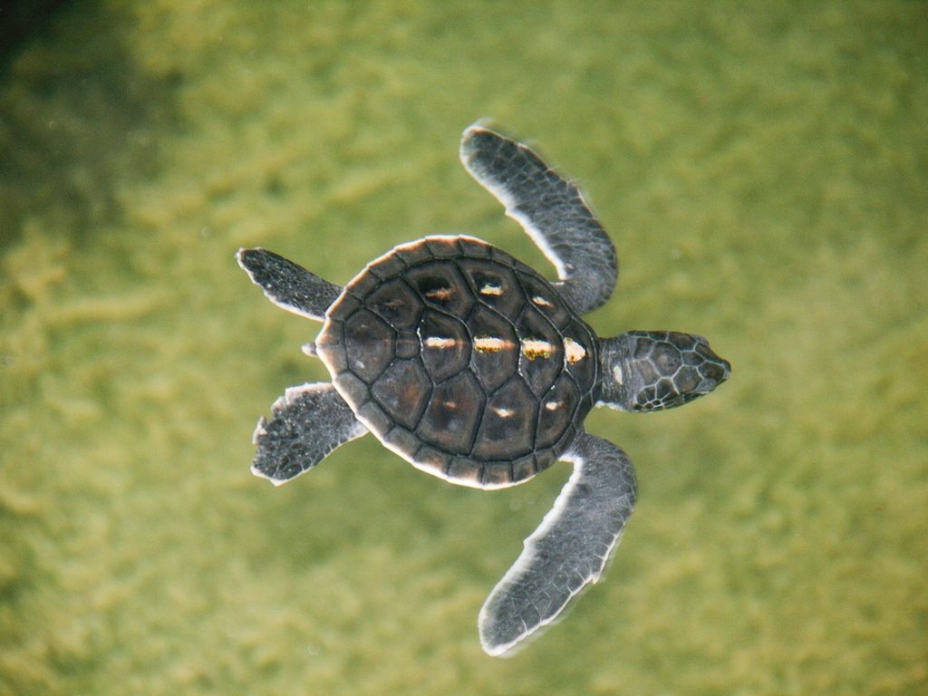 海龟，对话，斯里兰卡哈巴拉杜拉的海龟养殖场