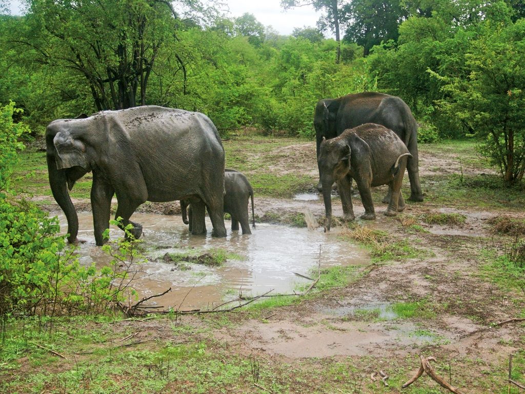 大象，野生动物园，乌达瓦拉维国家公园，斯里兰卡