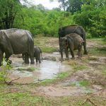 大象，野生动物园，乌达瓦拉维国家公园，斯里兰卡