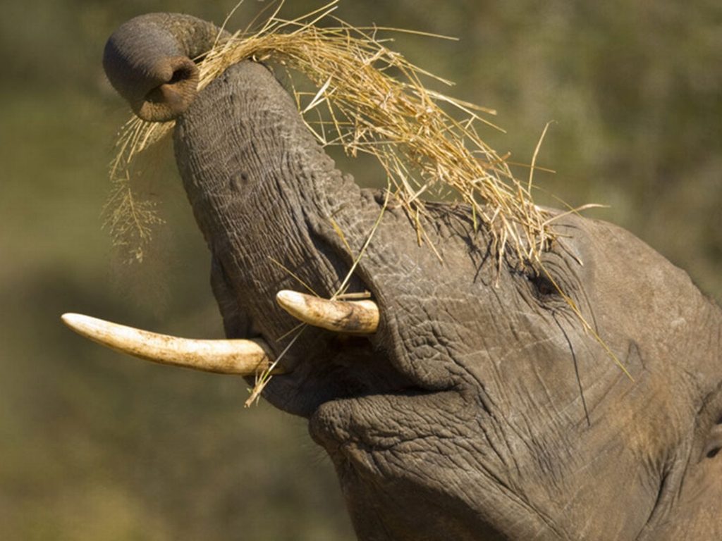 坦桑尼亚曼亚拉和恩戈罗恩戈罗之间吉布农场的大象