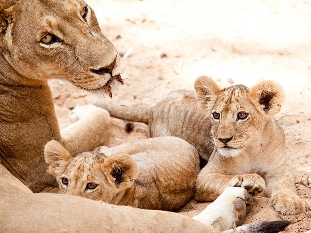 一只母狮和她的幼崽在一个慵懒的下午