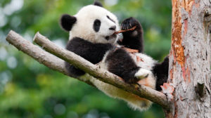 成都以熊猫数量而闻名