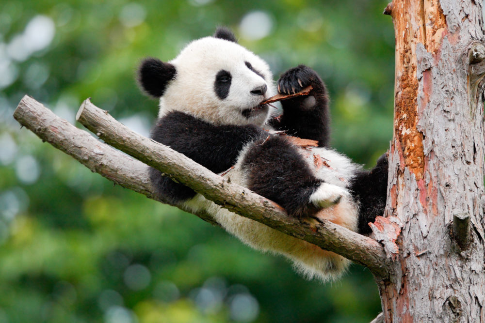 成都以熊猫数量而闻名