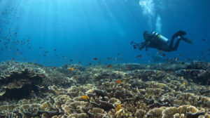 在菲律宾潜水是一次难忘的旅行经历
