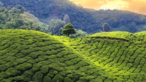 斯里兰卡的茶乡