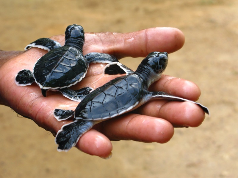 斯里兰卡锡兰岛上的新生海龟