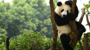 对于来自香港的家庭来说，去成都看熊猫是一个不错的选择