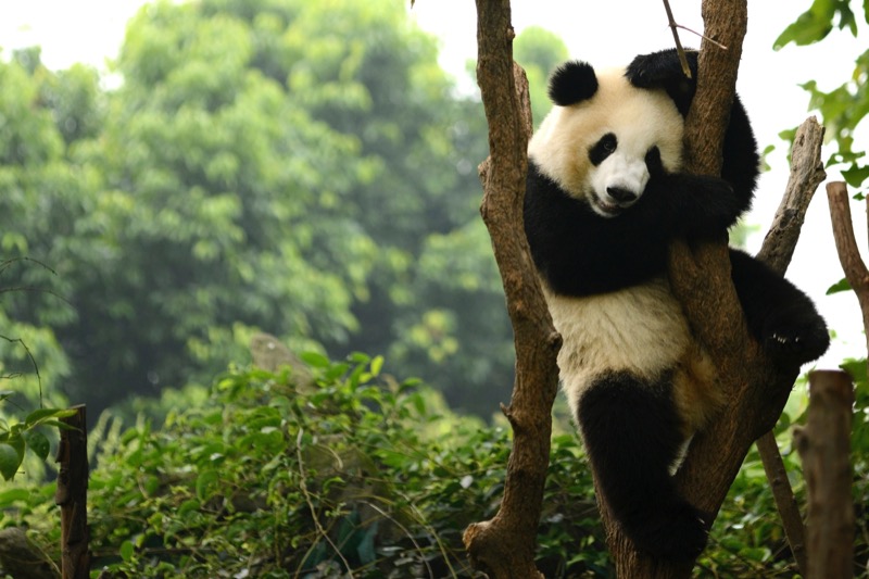 在成都参观熊猫是家庭度假的一个很好的选择