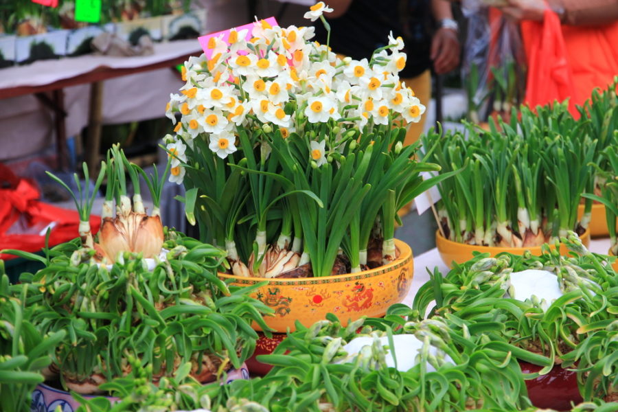 在澳门过春节:享受花市的气氛