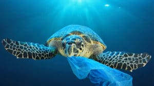 海龟吞下塑料袋的图片，报道回收的海洋塑料