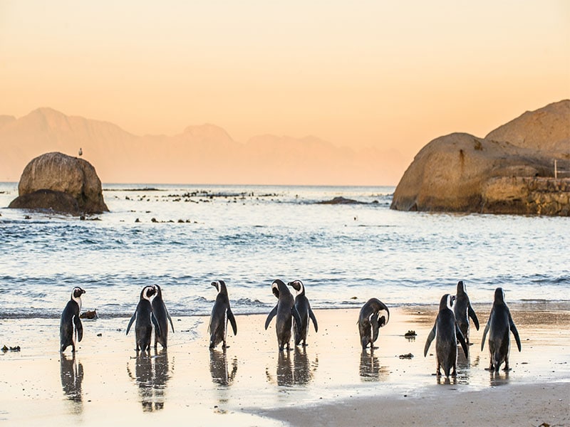 这是南非开普敦的企鹅