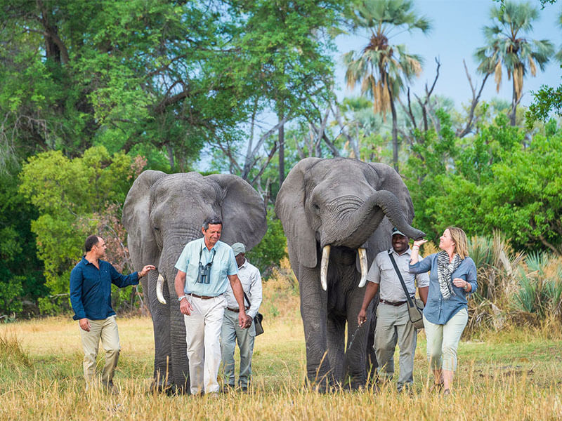 Okavangu大象