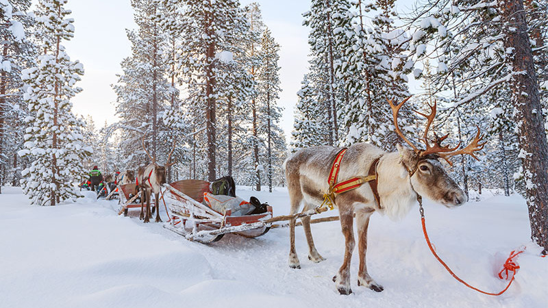 瑞典的圣诞节图片为网络文章的圣诞假期想法-驯鹿在雪地里