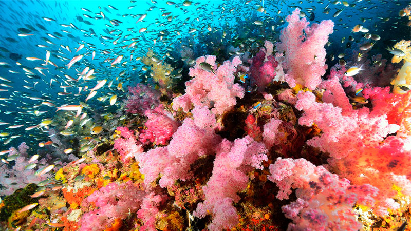 亚洲的8个潜水胜地——泰国的斯米兰群岛