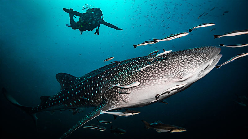 鲨鱼岛，高岛——亚洲的潜水胜地