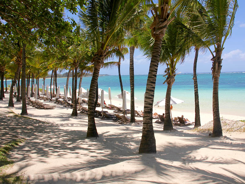 毛里求斯——海滩上的棕榈树
