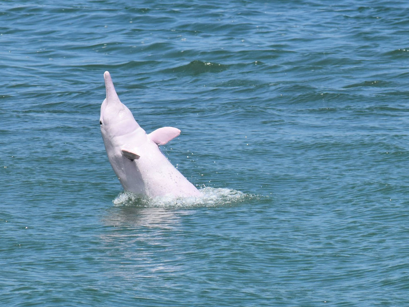 海豚在香港为网站简介珍妮特沃克海豚观察
