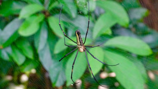 昆虫的香港——金色的圆球蜘蛛