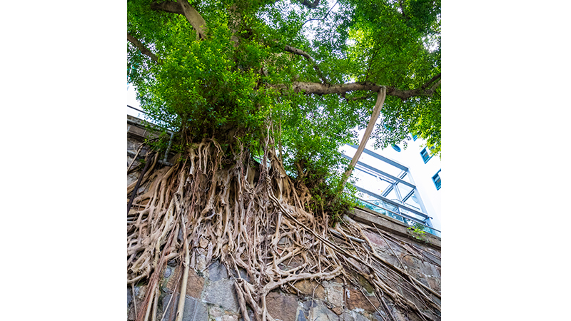 香港的自然及野生动物-树木
