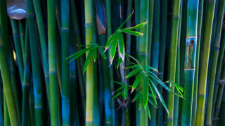 世界竹子日，Bamboa家园