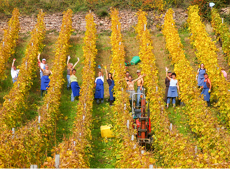 葡萄采摘者的文章在哪里购买法国葡萄酒在线