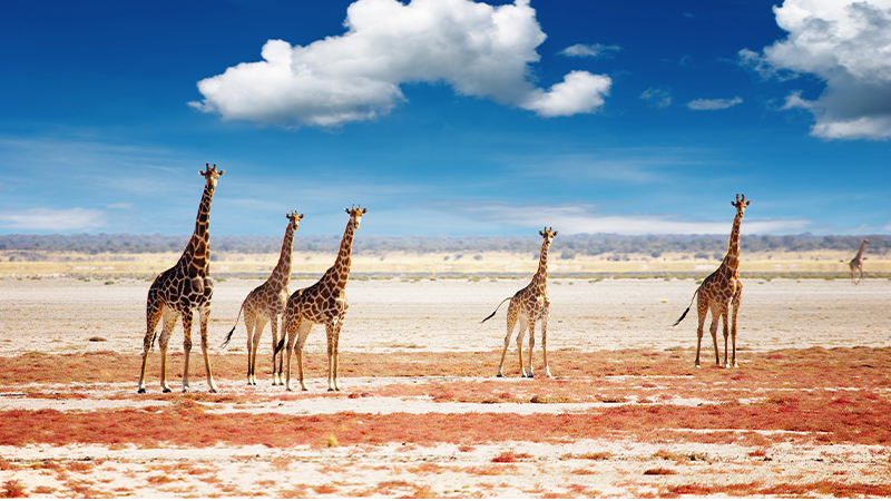 旅行目的地，由Lightfoot Travel -纳米比亚度假