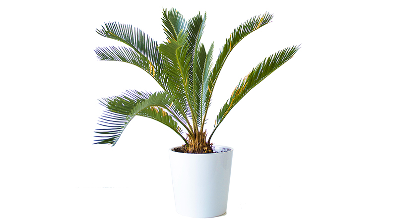 屋顶上最好的户外植物——西米棕榈