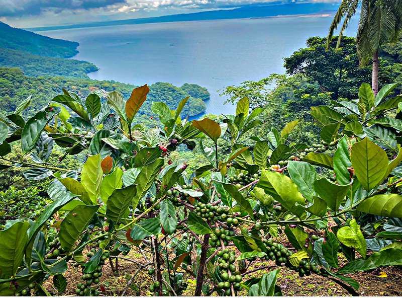 Hinitan种植园农场-咖啡豆