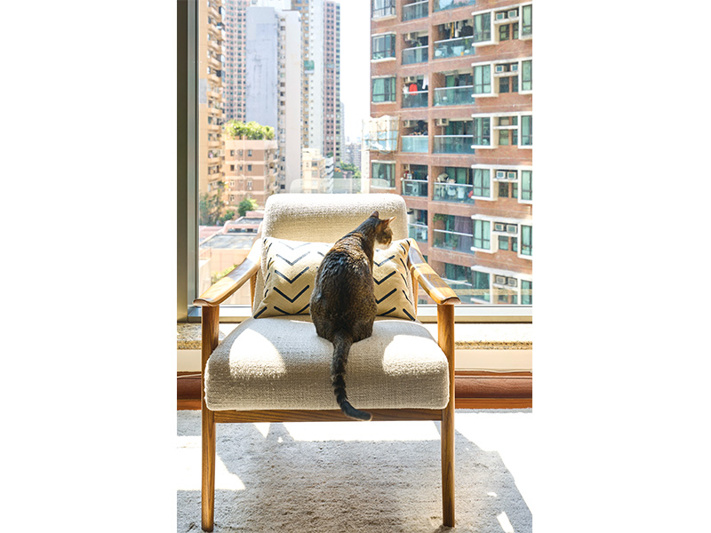 猫在香港公寓