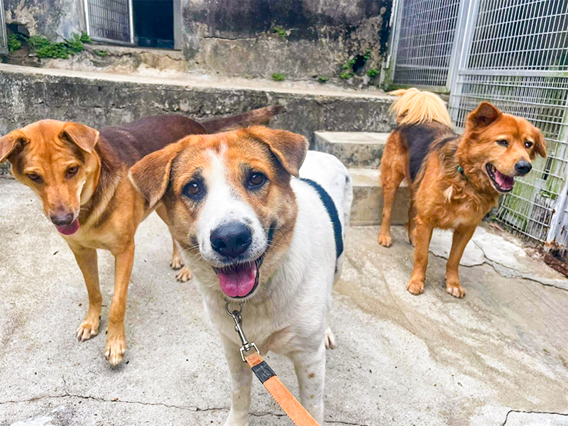香港救助狗只的慈善机构-西贡流浪狗之友基金会