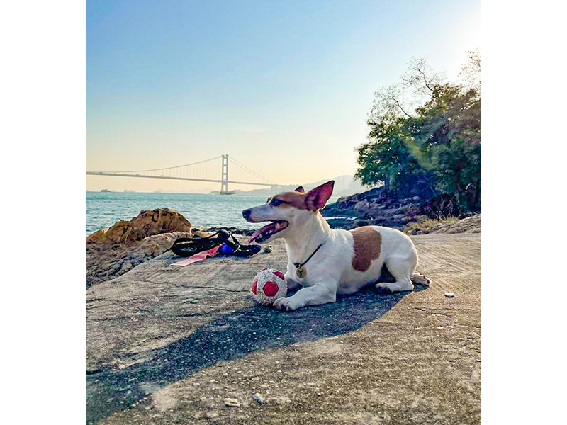 狗在荃湾香港汀九海滩