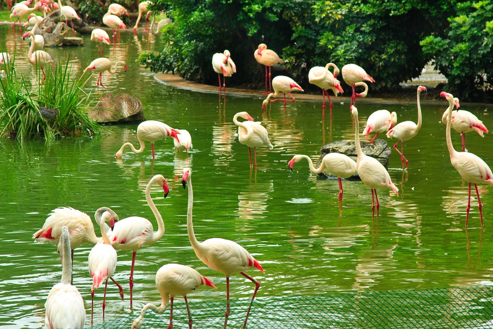 最佳公园游乐场香港:Flamingos