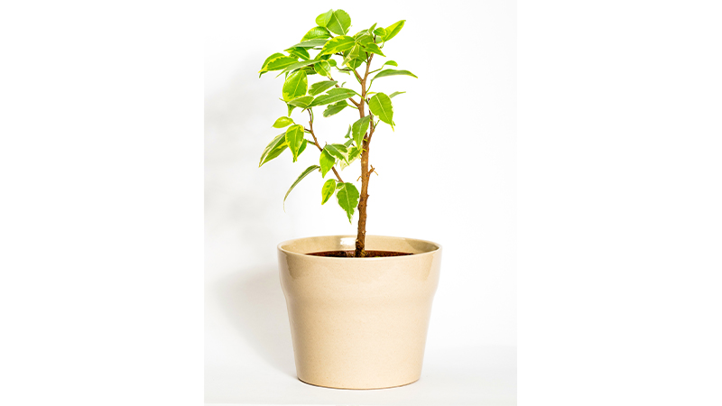 最佳阳台植物-Ficus微卡